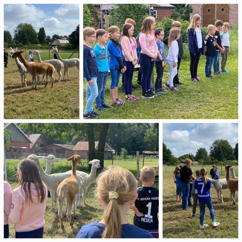 Excursión a las llamas