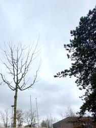 El nuevo arce de campo en el patio de la escuela integral de Gronau